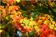autumn-leaves-red
